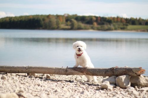 Dog-friendly